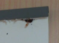 빈대 서식처 원…